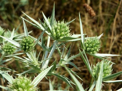 Feld-Mannstreu (Eryngium campestre) an der Elisabethenstraße bei Wiesbaden