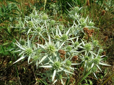 Feld-Mannstreu (Eryngium campestre) an der Elisabethenstraße bei Wiesbaden