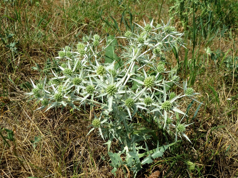 Feld-Mannstreu (Eryngium campestre) an der Elisabethenstraße bei Wiesbaden