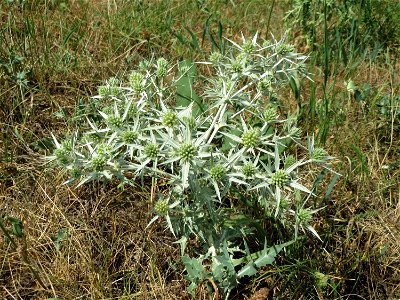 Feld-Mannstreu (Eryngium campestre) an der Elisabethenstraße bei Wiesbaden
