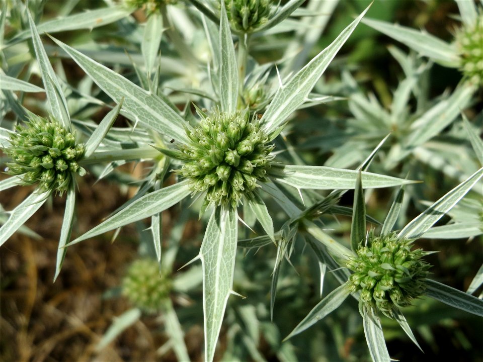 Feld-Mannstreu (Eryngium campestre) an der Elisabethenstraße bei Wiesbaden