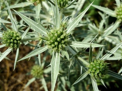 Feld-Mannstreu (Eryngium campestre) an der Elisabethenstraße bei Wiesbaden
