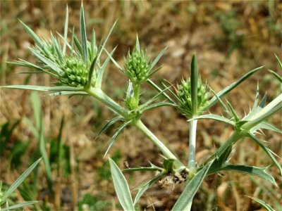 Feld-Mannstreu (Eryngium campestre) an der Elisabethenstraße bei Wiesbaden