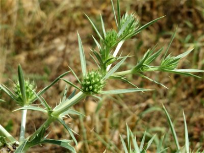 Feld-Mannstreu (Eryngium campestre) an der Elisabethenstraße bei Wiesbaden
