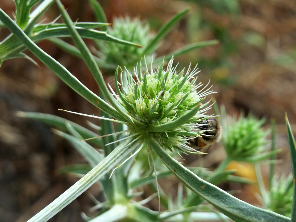 Feld-Mannstreu (Eryngium campestre) am Steigweg bei Wiesbaden