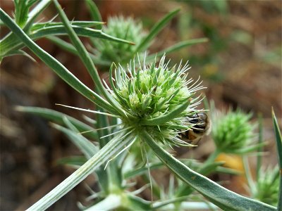 Feld-Mannstreu (Eryngium campestre) am Steigweg bei Wiesbaden
