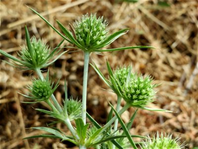 Feld-Mannstreu (Eryngium campestre) am Steigweg bei Wiesbaden