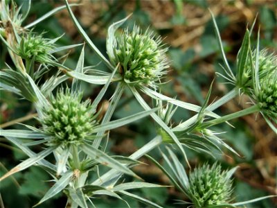 Feld-Mannstreu (Eryngium campestre) am Steigweg bei Wiesbaden
