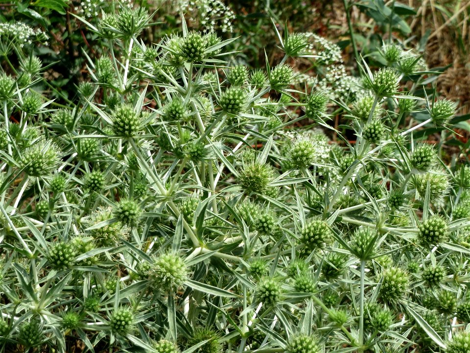 Feld-Mannstreu (Eryngium campestre) am Steigweg bei Wiesbaden