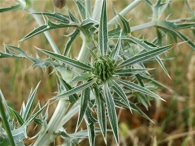 Feld-Mannstreu (Eryngium campestre) an der Elisabethenstraße bei Wiesbaden