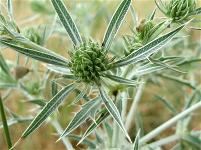 Feld-Mannstreu (Eryngium campestre) an der Elisabethenstraße bei Wiesbaden