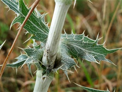 Feld-Mannstreu (Eryngium campestre) an der Elisabethenstraße bei Wiesbaden