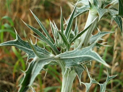 Feld-Mannstreu (Eryngium campestre) an der Elisabethenstraße bei Wiesbaden