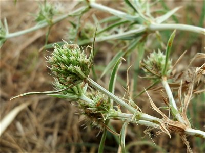 Feld-Mannstreu (Eryngium campestre) an der Steinern Straße (Elisabethenstraße) bei Mainz-Kastel