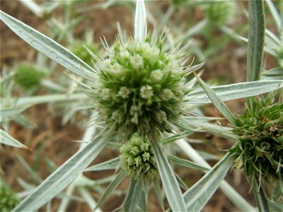 Feld-Mannstreu (Eryngium campestre) an der Steinern Straße (Elisabethenstraße) bei Mainz-Kastel