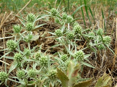 Feld-Mannstreu (Eryngium campestre) an der Steinern Straße (Elisabethenstraße) bei Mainz-Kastel