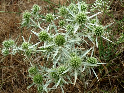 Feld-Mannstreu (Eryngium campestre) an der Steinern Straße (Elisabethenstraße) bei Mainz-Kastel
