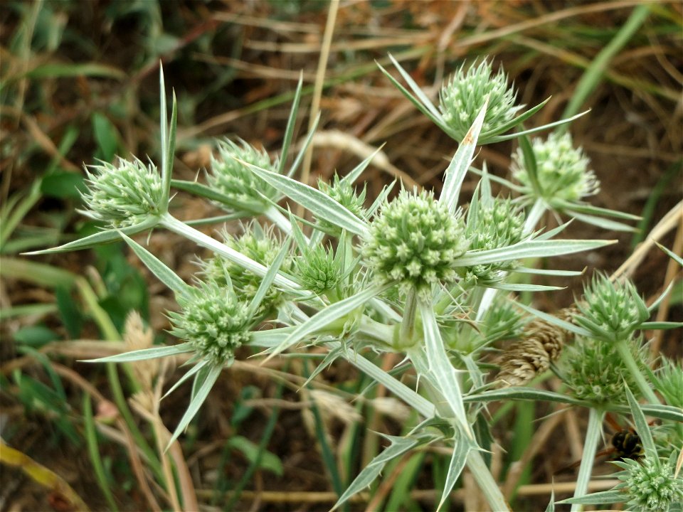 Feld-Mannstreu (Eryngium campestre) an der Steinern Straße (Elisabethenstraße) bei Mainz-Kastel