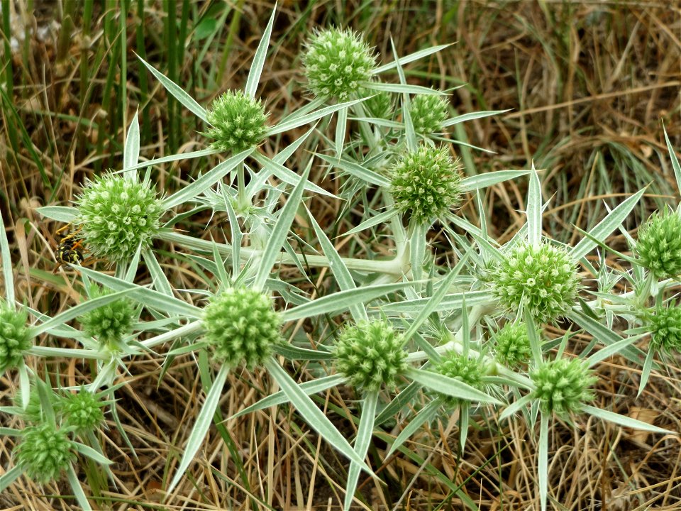 Feld-Mannstreu (Eryngium campestre) an der Steinern Straße (Elisabethenstraße) bei Mainz-Kastel