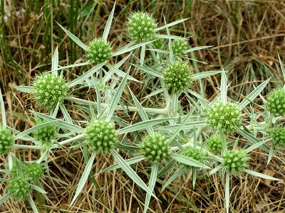 Feld-Mannstreu (Eryngium campestre) an der Steinern Straße (Elisabethenstraße) bei Mainz-Kastel