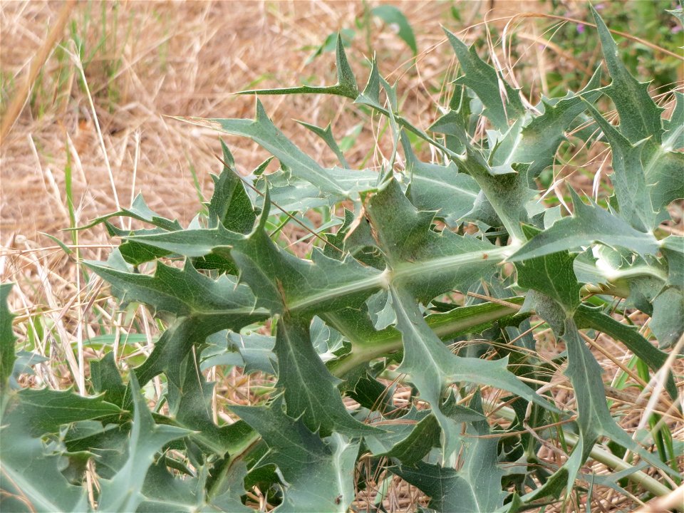 Feld-Mannstreu (Eryngium campestre) an der Steinern Straße (Elisabethenstraße) bei Mainz-Kastel