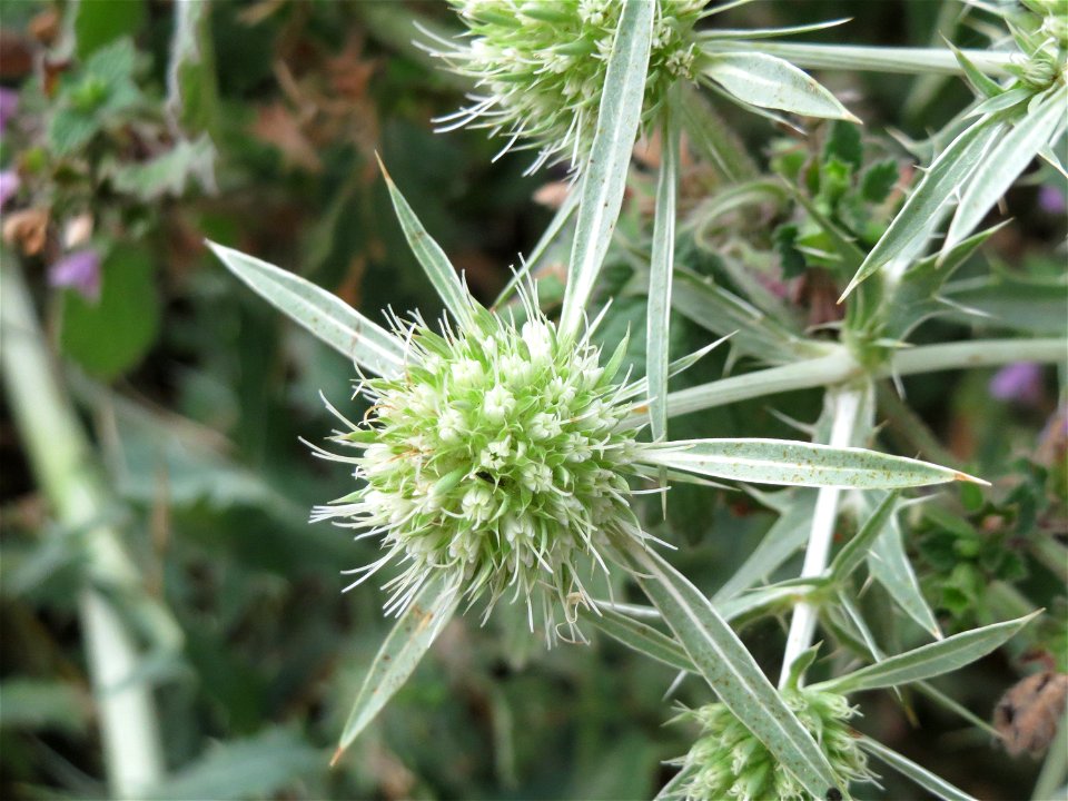 Feld-Mannstreu (Eryngium campestre) an der Steinern Straße (Elisabethenstraße) bei Mainz-Kastel
