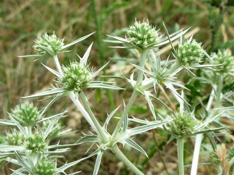 Feld-Mannstreu (Eryngium campestre) an der Steinern Straße (Elisabethenstraße) bei Mainz-Kastel