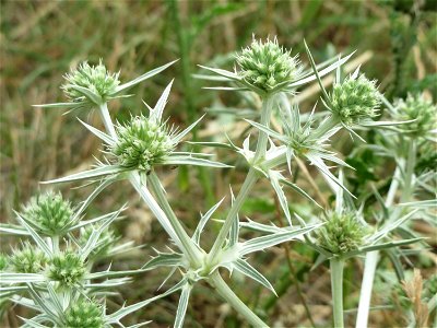 Feld-Mannstreu (Eryngium campestre) an der Steinern Straße (Elisabethenstraße) bei Mainz-Kastel