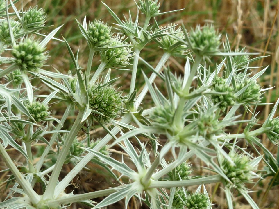 Feld-Mannstreu (Eryngium campestre) an der Steinern Straße (Elisabethenstraße) bei Mainz-Kastel