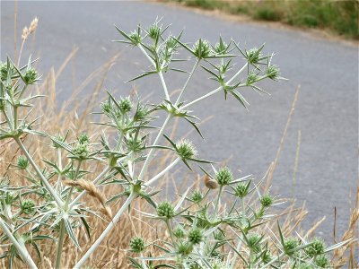 Feld-Mannstreu (Eryngium campestre) an der Steinern Straße (Elisabethenstraße) bei Mainz-Kastel