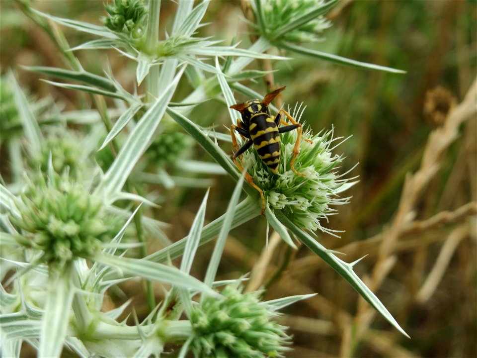 Feld-Mannstreu (Eryngium campestre) an der Steinern Straße (Elisabethenstraße) bei Mainz-Kastel