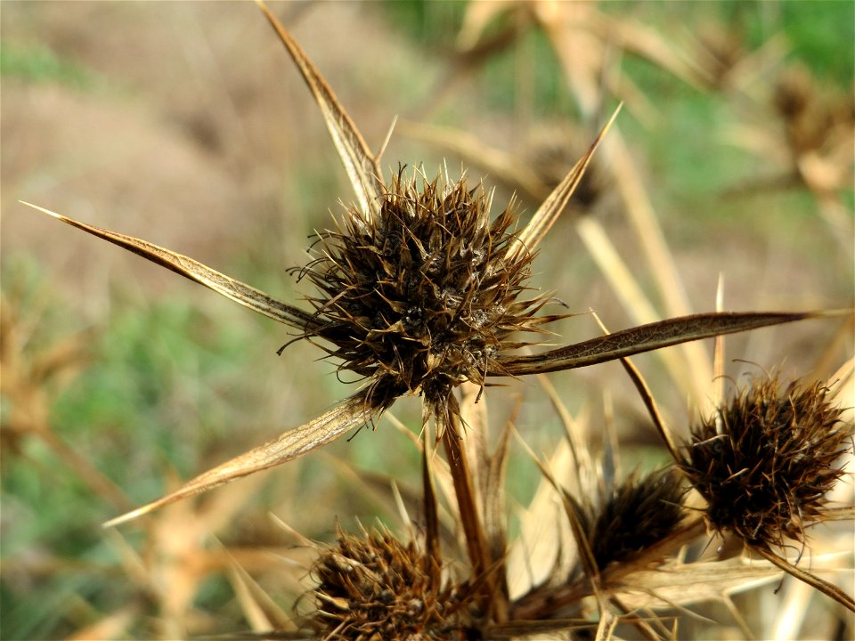 Feld-Mannstreu (Eryngium campestre) im Hockenheimer Rheinbogen