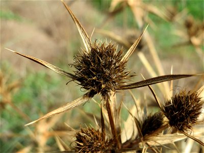 Feld-Mannstreu (Eryngium campestre) im Hockenheimer Rheinbogen