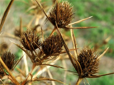 Feld-Mannstreu (Eryngium campestre) im Hockenheimer Rheinbogen