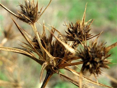 Feld-Mannstreu (Eryngium campestre) im Hockenheimer Rheinbogen