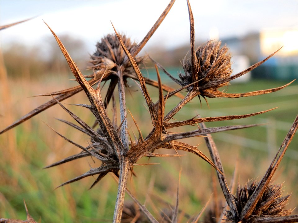 Feld-Mannstreu (Eryngium campestre) im Hockenheimer Rheinbogen
