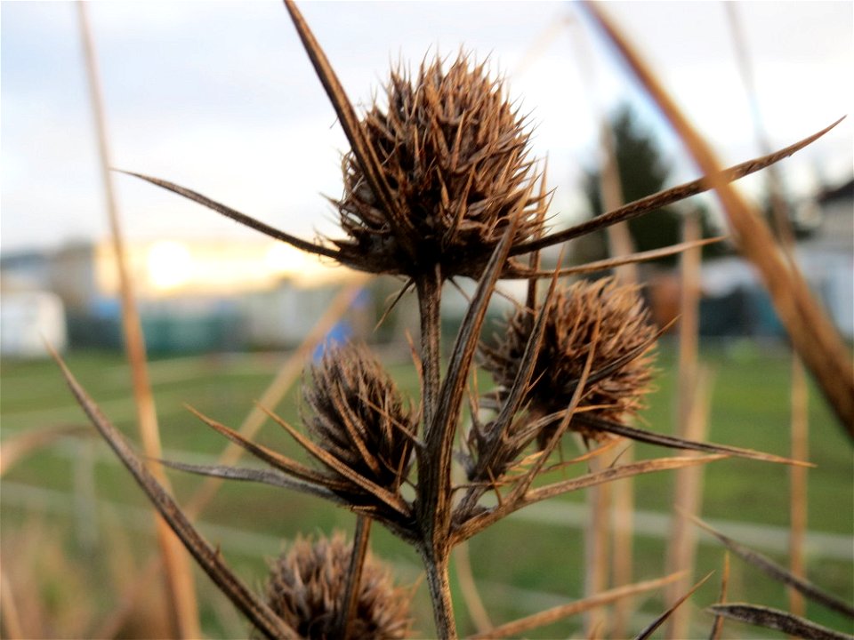 Feld-Mannstreu (Eryngium campestre) im Hockenheimer Rheinbogen