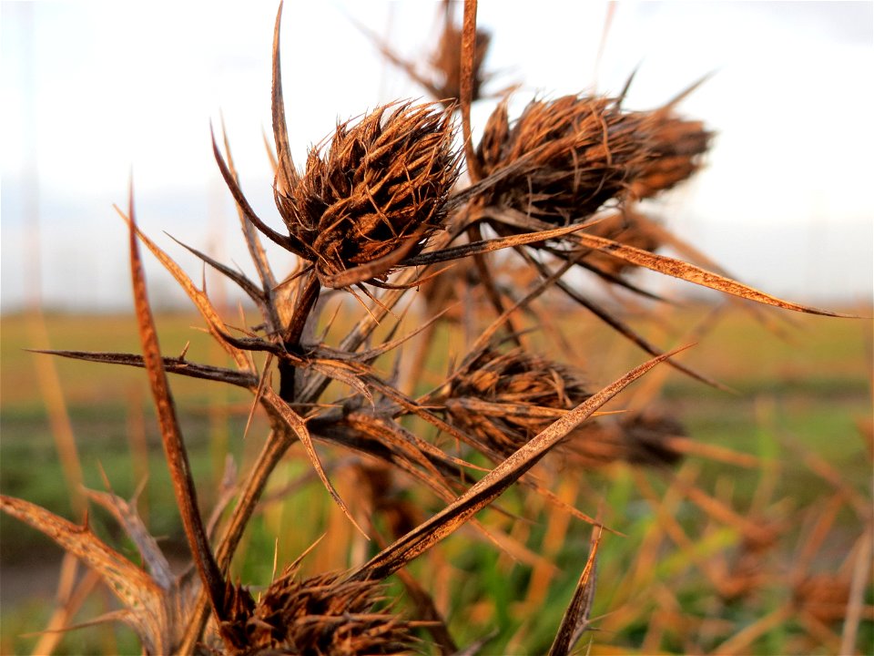 Feld-Mannstreu (Eryngium campestre) im Hockenheimer Rheinbogen