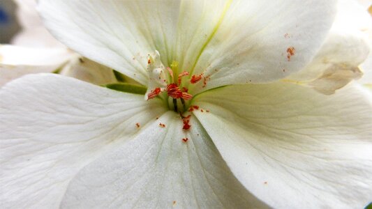 Plant no person geraniums