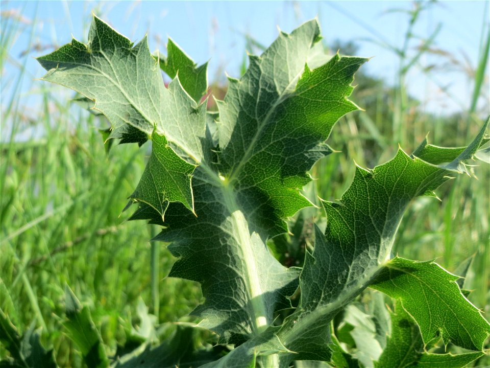 Feld-Mannstreu (Eryngium campestre) im Naturschutzgebiet „Alter Bahndamm“ im Landschaftsschutzgebiet Hockenheimer Rheinbogen