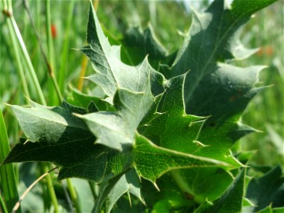 Feld-Mannstreu (Eryngium campestre) im Naturschutzgebiet Alter Bahndamm im Landschaftsschutzgebiet Hockenheimer Rheinbogen