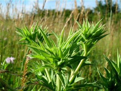 Feld-Mannstreu (Eryngium campestre) bei Nußloch