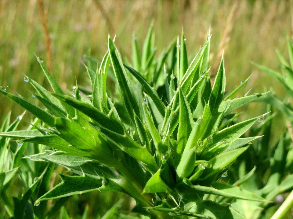 Feld-Mannstreu (Eryngium campestre) bei Nußloch