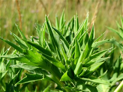 Feld-Mannstreu (Eryngium campestre) bei Nußloch