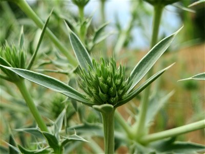 Feld-Mannstreu (Eryngium campestre) an der Elisabethenstraße bei Wiesbaden