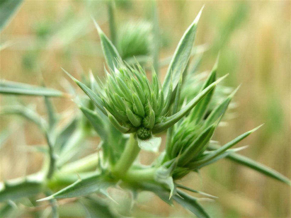 Feld-Mannstreu (Eryngium campestre) an der Elisabethenstraße bei Wiesbaden