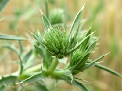 Feld-Mannstreu (Eryngium campestre) an der Elisabethenstraße bei Wiesbaden