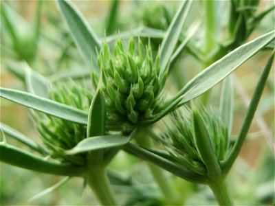 Feld-Mannstreu (Eryngium campestre) an der Elisabethenstraße bei Wiesbaden