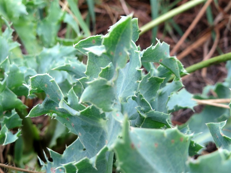 Feld-Mannstreu (Eryngium campestre) an der Elisabethenstraße bei Wiesbaden
