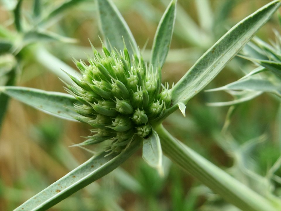 Feld-Mannstreu (Eryngium campestre) an der Elisabethenstraße bei Wiesbaden